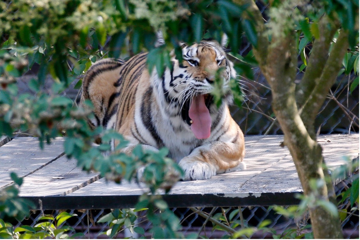 a tiger yawns in its habitat at the Oakland Zoo