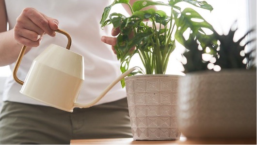 給室內植物澆水