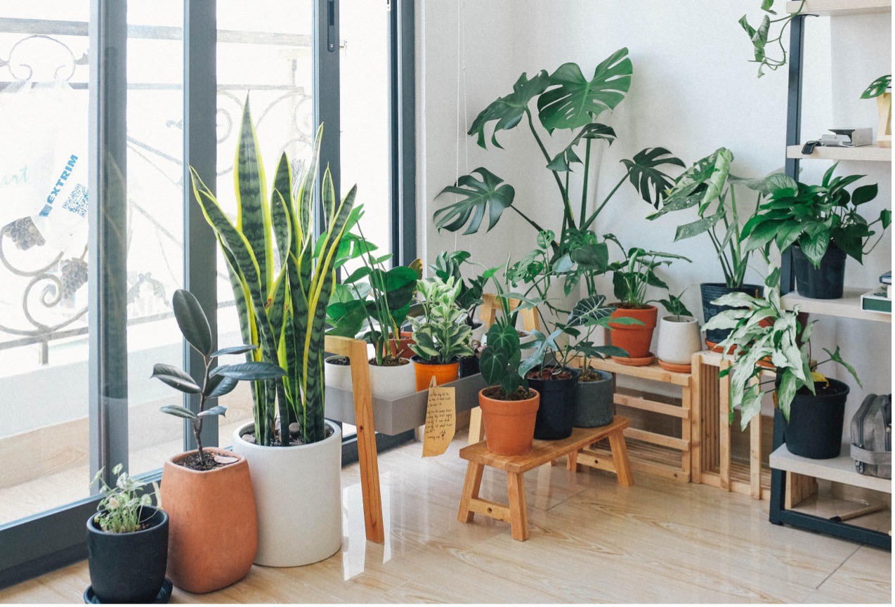 室內植物可以淨化家裡的空氣嗎？