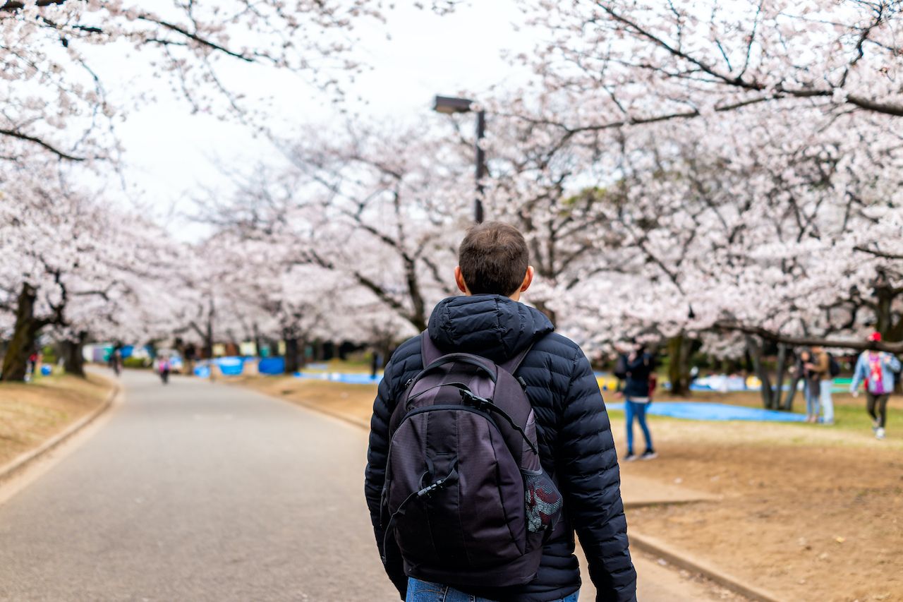 東京公園的櫻花