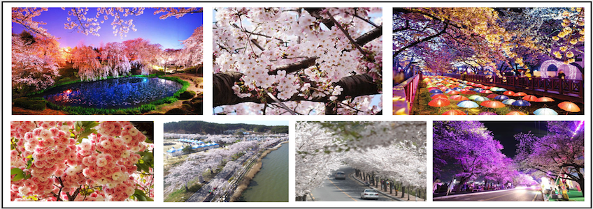 2018韓國哪裡的櫻花最好看？