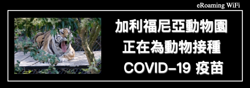 加利福尼亞動物園正在為動物接種 COVID-19 疫苗